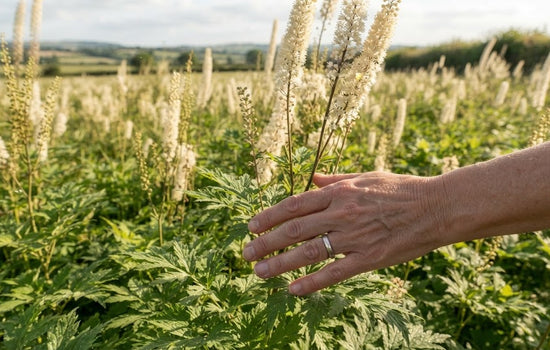 Black Cohosh Side Effects: What to Know Before You Take It