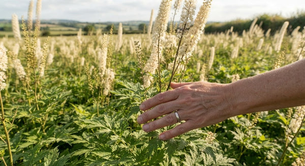 Black Cohosh Side Effects: What to Know Before You Take It